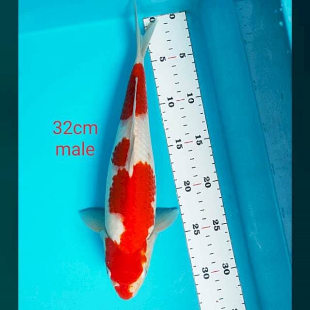 Kohaku inazuma ori 32cm male
