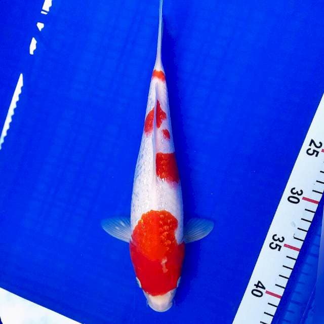 Kohaku ginrin 30cm
