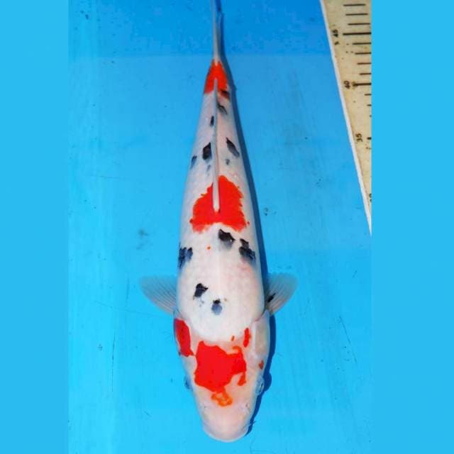 34cm KINDAI SANKE