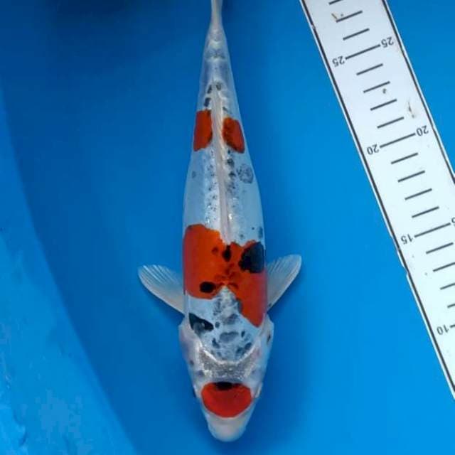 Maruten Kiko