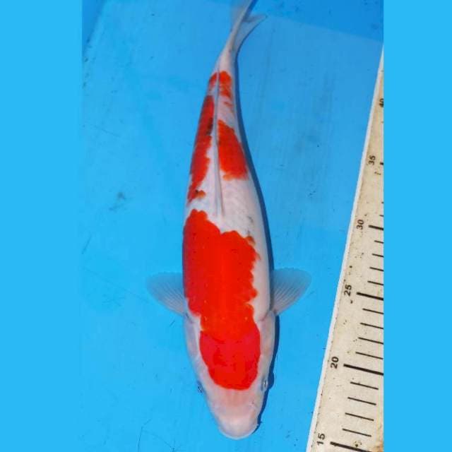 34cm TATEGOI SANKE