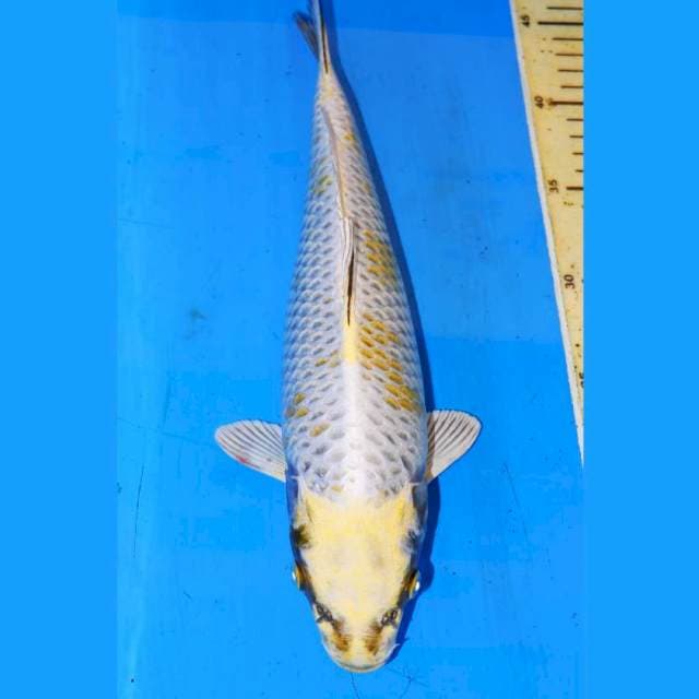 34cm MUKASI KEPALA KUNING