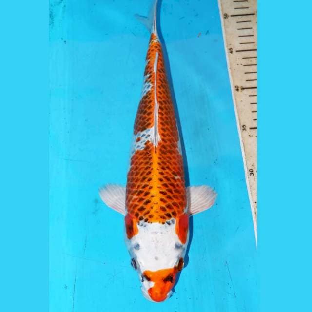35cm F1 KUJAKU