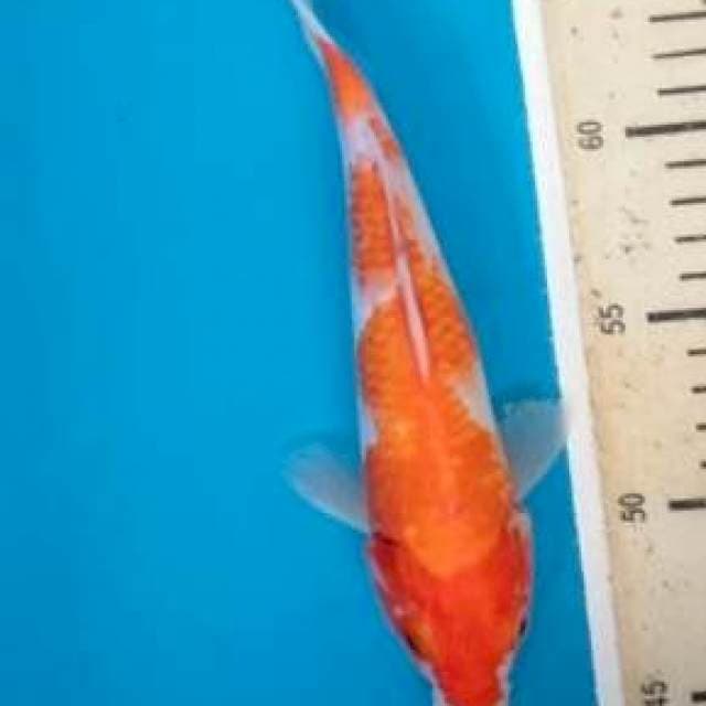 Kohaku22