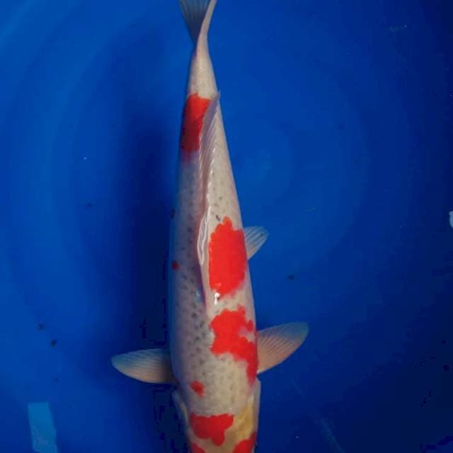 GOSHIKI 47cm