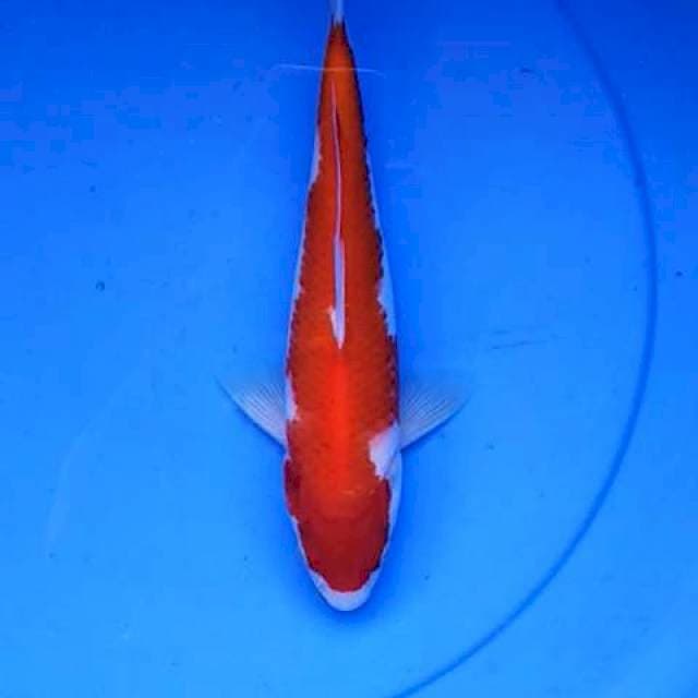 Inazuma kohaku 28 cm