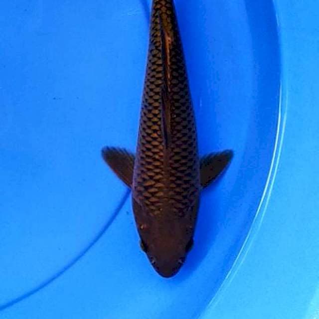 Chagoi tembaga 25 cm