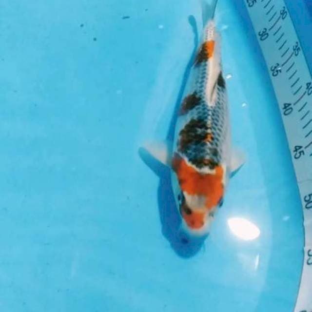 Gosiki 29cm