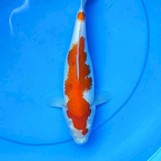 Kohaku strong 28 cm