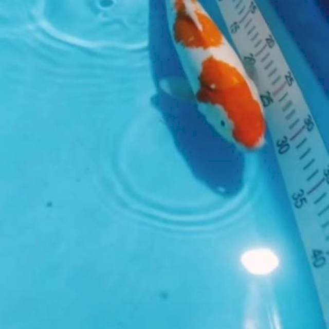 Kohaku 32cm