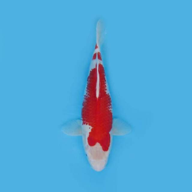 Kohaku 37 cm