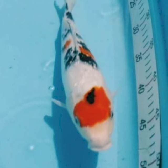 Maruten sanke gindrin 30cm