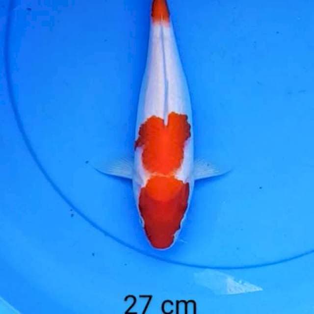 Kohaku 27 cm