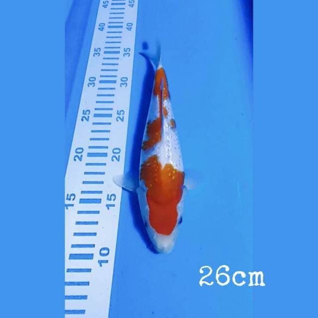 Kohaku Gindrin (punuk onta)