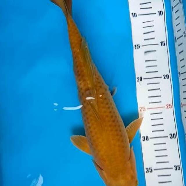 Chagoi Penjinak