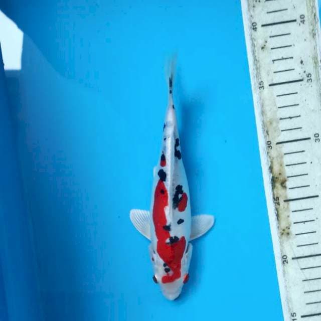Hiseynishiki merah srong 21cm male