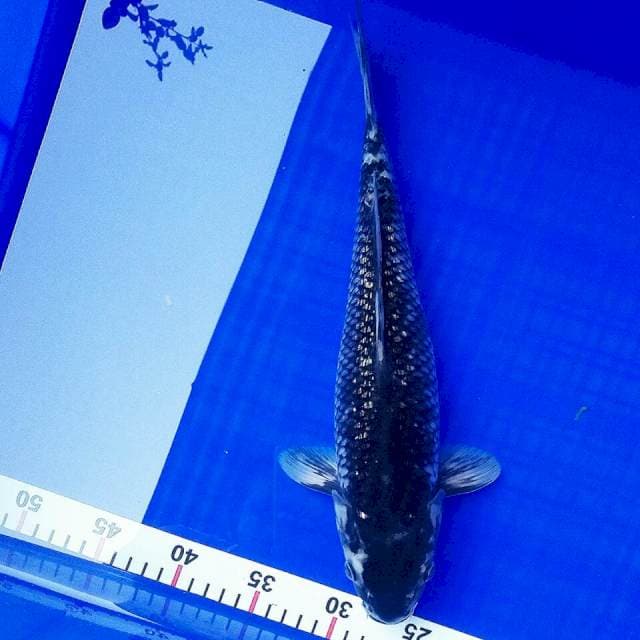 Ochiba ginrin 37cm