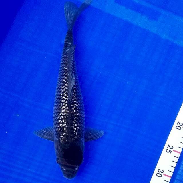 Ochiba ginrin 35cm