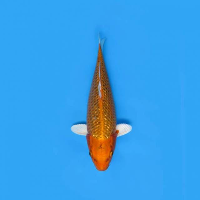 Orenji Ginrin 31 cm