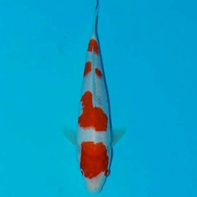 Kohaku