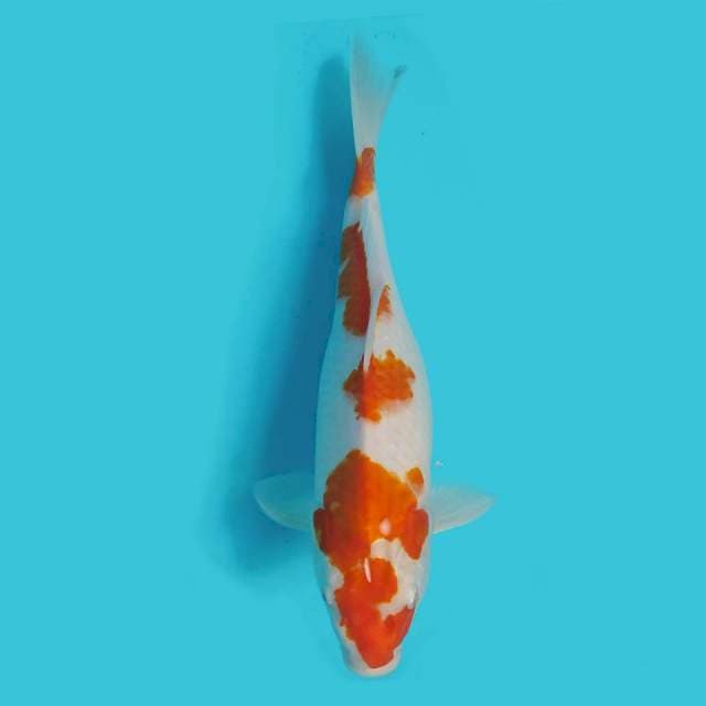 KOHAKU SAKURA 32CM