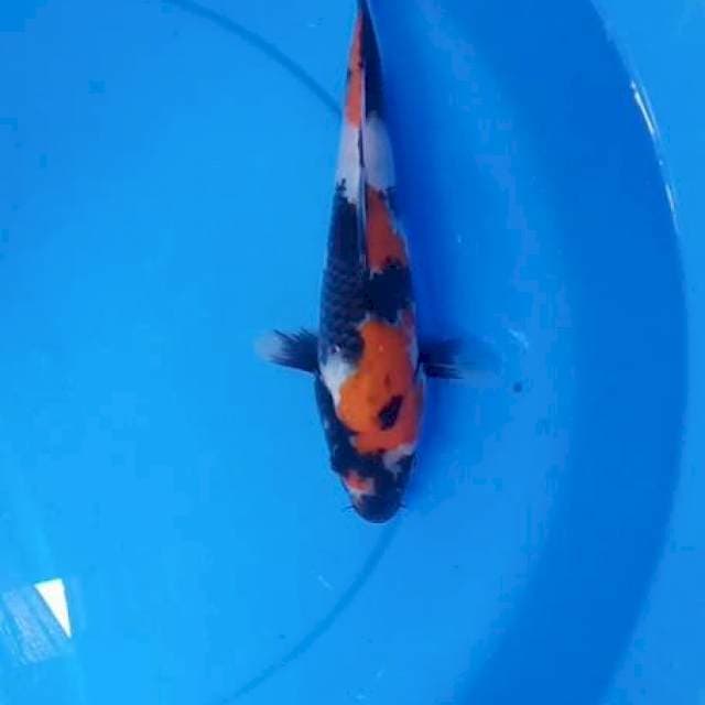 Showa 27 cm