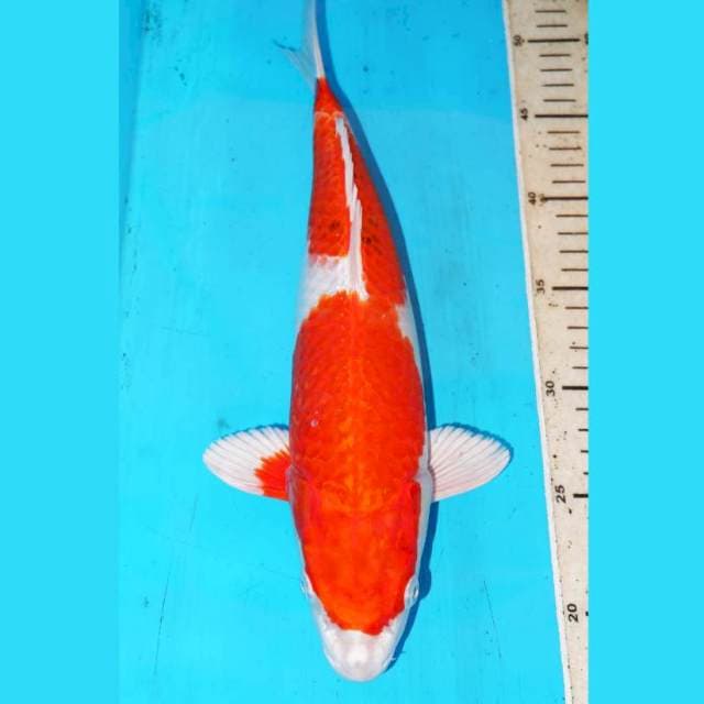 HIKARI FULL 36cm