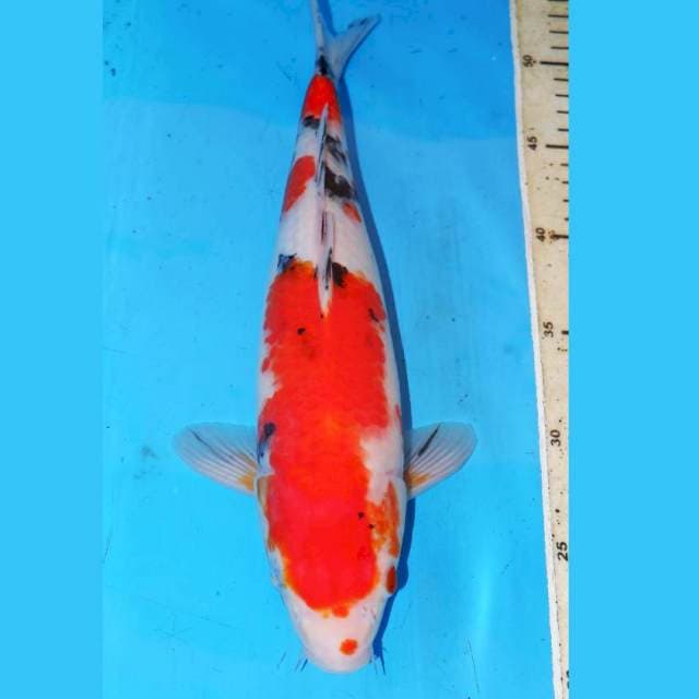 SANKE BONGSOR 35cm