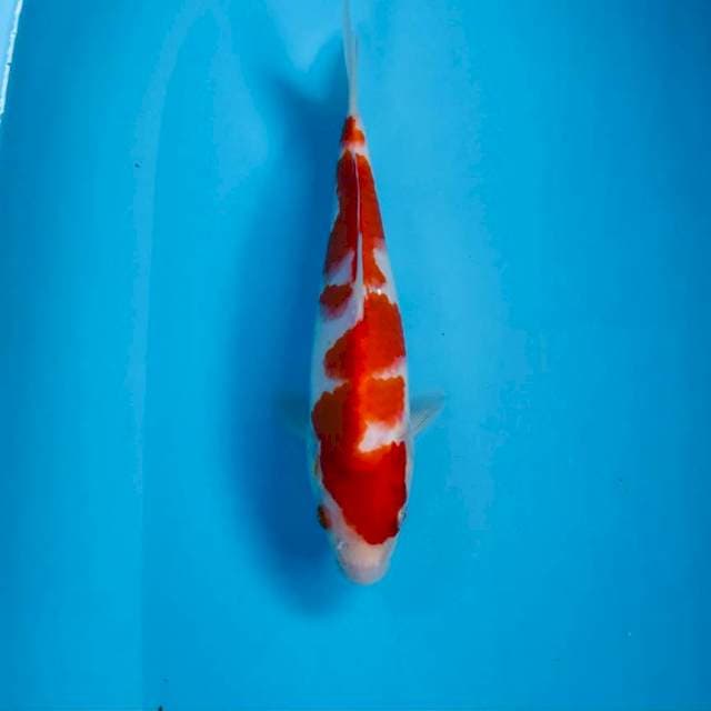 Kohaku, 24 cm