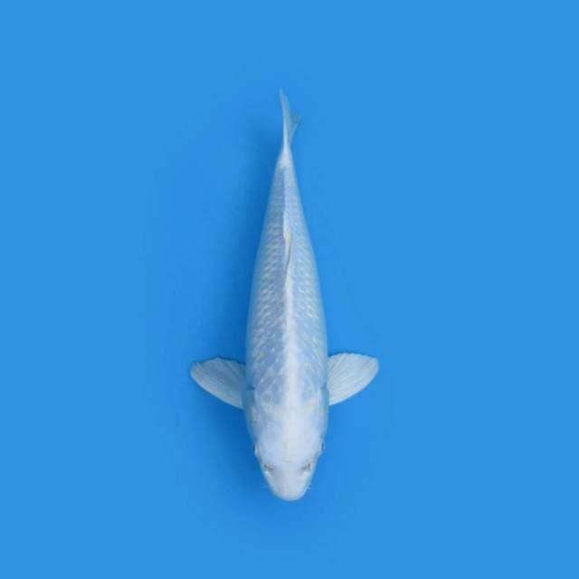 Platinum 40 cm