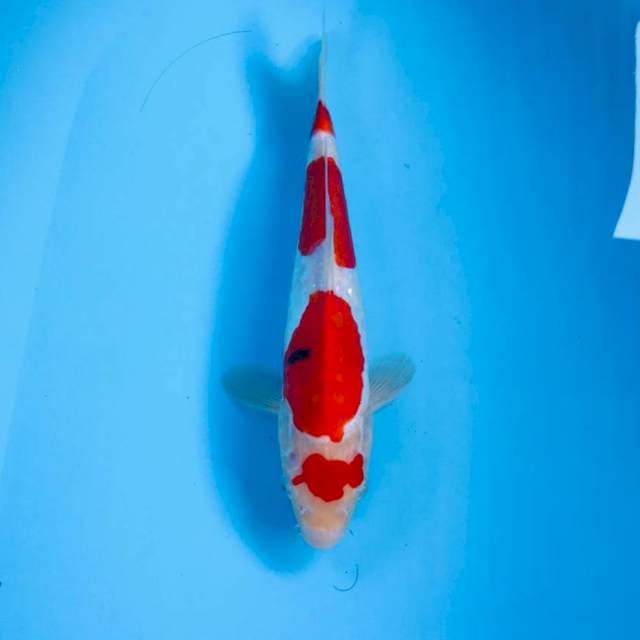 Doitsu, 27 cm