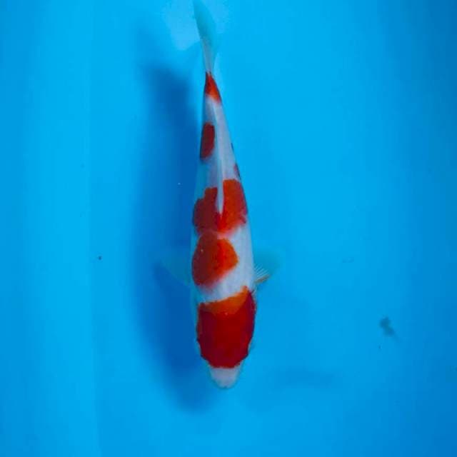 Kohaku, 25 cm