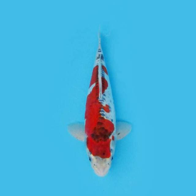 Beni Kikokuryu 33 cm