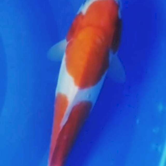 Beni kohaku doit 30bu