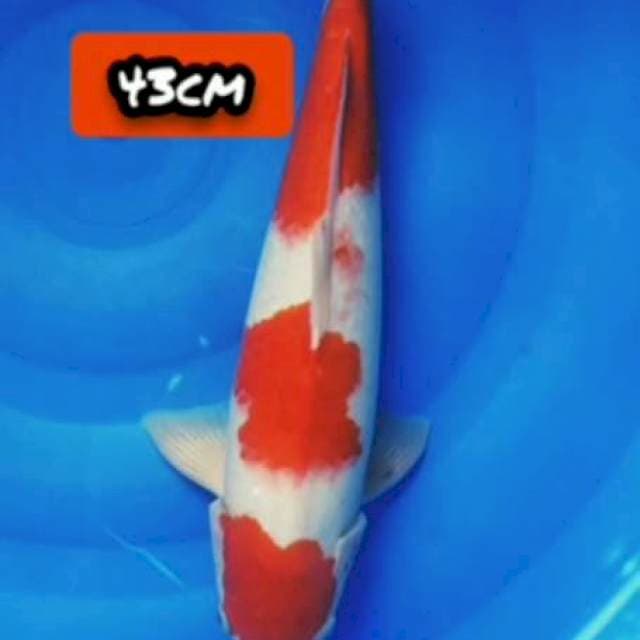 Kohaku 43cm