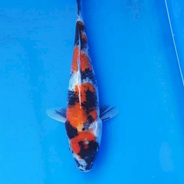 SHOWA 27CM