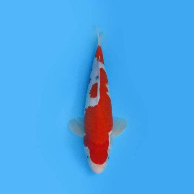 Sanke 32 cm