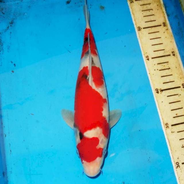 SANKE SQ 26cm