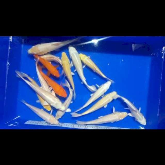 Paket mix 17 ekor 17-24 cm