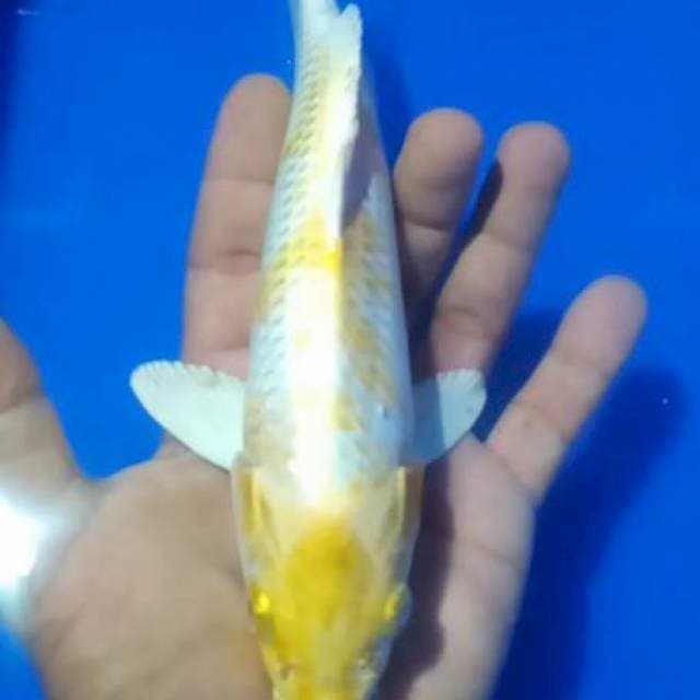 Hariwake 24 cm