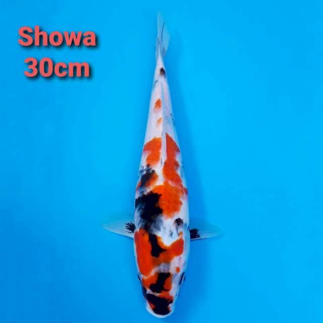 Showa shansoku 30cm