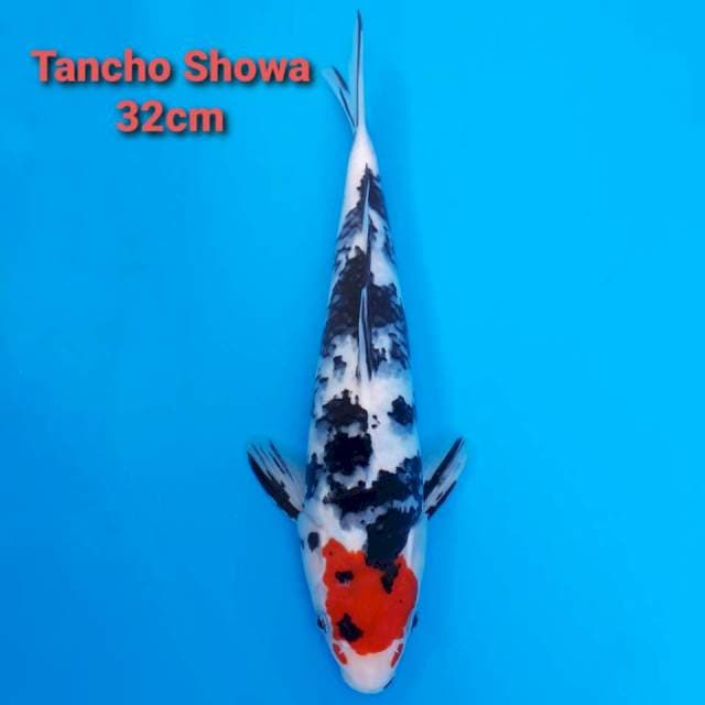 Tancho Showa 32cm