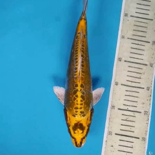 Kiko³¹