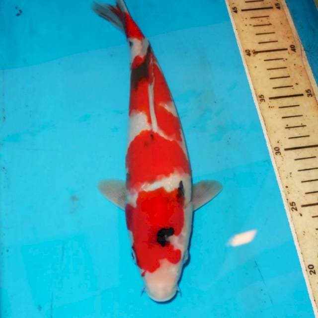SANKE POLA ISTIMEWA 32cm