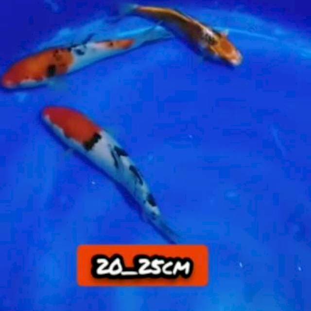 Mix 3 ekr 20,25cm