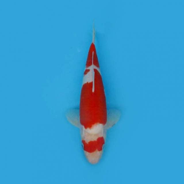 Kohaku 30 cm