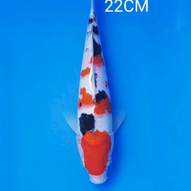 SANKE 22CM