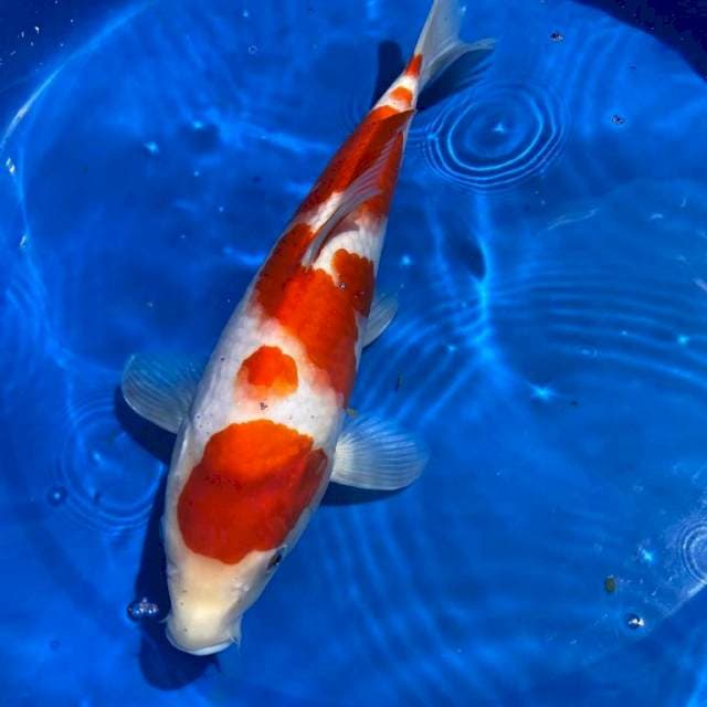 Kohaku 35cm