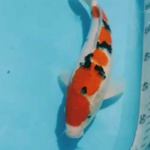 Kohaku sanke 31cm