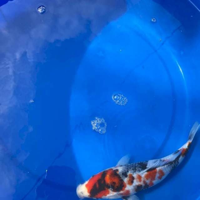 Showa 32cm
